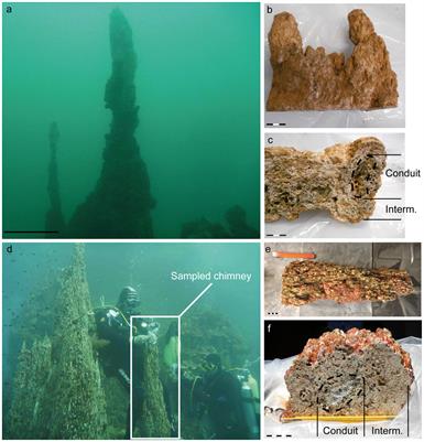 Mineralizing Filamentous Bacteria from the Prony Bay Hydrothermal Field Give New Insights into the Functioning of Serpentinization-Based Subseafloor Ecosystems